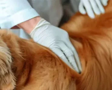 Ticks on Golden Retrievers: Causes, Prevention, and Treatment Ticks on Golden Retrievers: Causes, Prevention, and Treatment
