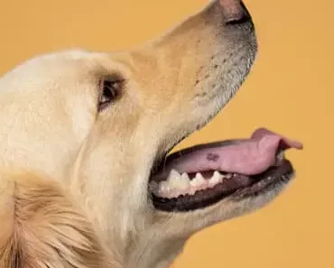 Why Is There a Black Spot on Golden Retriever’s Tongue? Why Is There a Black Spot on Golden Retriever’s Tongue?