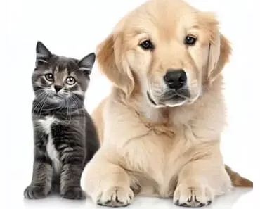 Tips for Integrating Golden Retrievers and Cats Tips for Integrating Golden Retrievers and Cats
