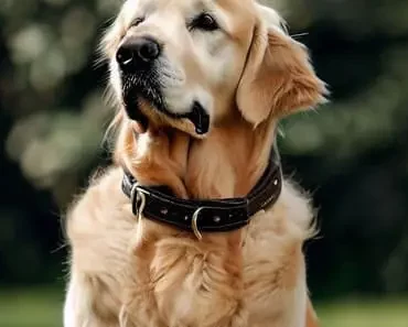 Golden retriever Collar :How do I choose the right collar? Golden retriever Collar :How do I choose the right collar?