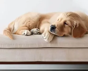 Golden Retriever Sleep: Needs & Positions Golden Retriever Sleep: Needs & Positions