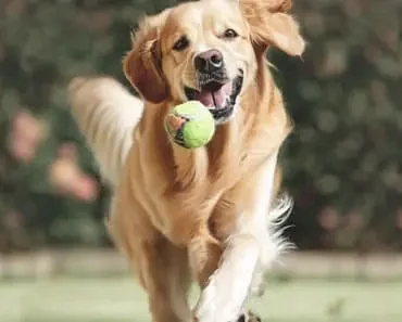 10 exciting games to play with a golden retriever 10 exciting games to play with a golden retriever