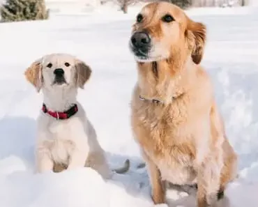 When to Neuter or Spay a Golden Retriever When to Neuter or Spay a Golden Retriever