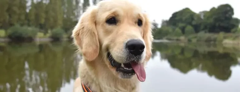 Microchipping Your Golden Retriever: What You Need to Know Microchipping Your Golden Retriever: What You Need to Know